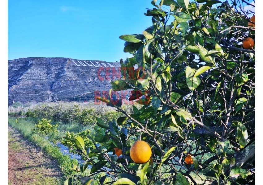 Sad pomarańczowy w drugiej linii rzeki i 4 km od morza w Cullera, Walencja
